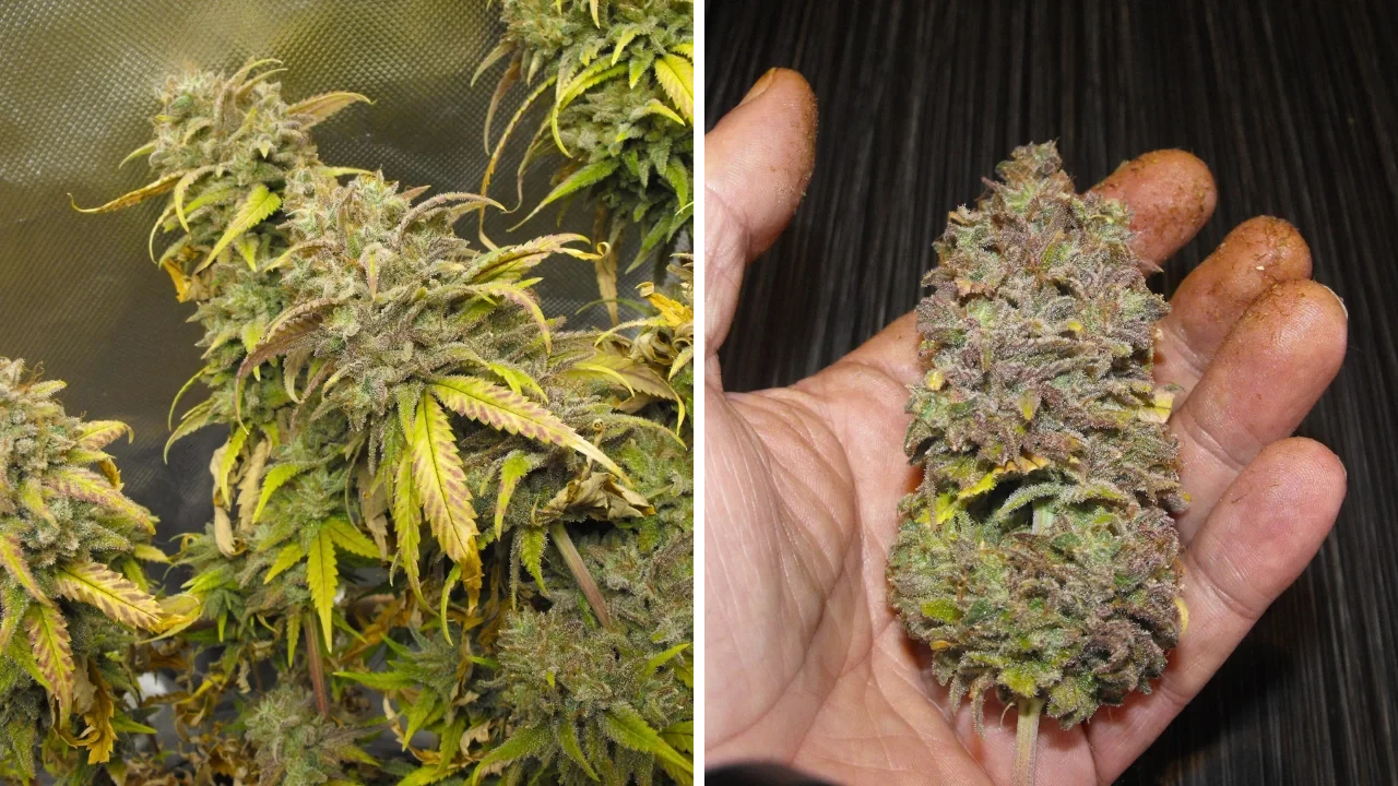 Super Silver Haze by WeedSeedsExpress
